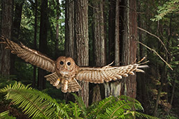 ae-1260350-northern-spotted-owl-15col.jpg