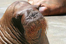 Walrus at the Indianapolis Zoo