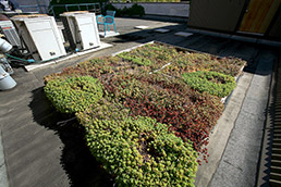 green roof