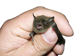 bat