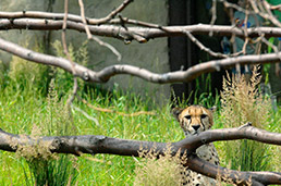 Indianapolis Zoo Cheetahs