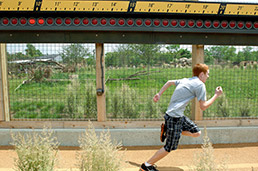 Indianapolis Zoo Cheetahs