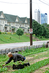 Urban farming