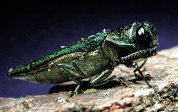 Emerald Ash Borer