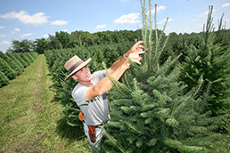 Dull tree farm