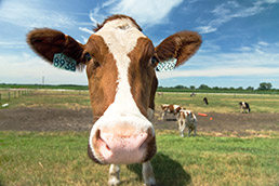 rop-wabash-jumpcow-closeup-15col.jpg