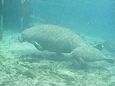 sidebar-manatees-1-1col.jpg