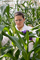 dow-agro-greenhouse-1col.jpg