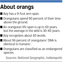 orangutan-factbox.gif