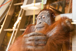 p1-orangutans-fade-15col.jpg