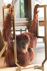 rop-orangutans-051214-1col.jpg