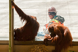rop-orangutans-jump-051214-15col.jpg
