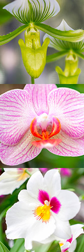 ae-orchid-combo-1col.jpg