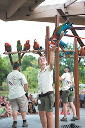 ae-macaws1-rachel-foster-1col.jpg