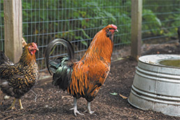 rop-chickens-091117-second-15col.jpg