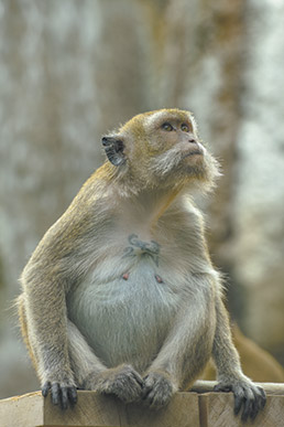 explore-macaques-15col.jpg