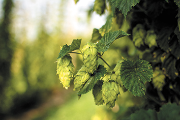 rop-hops-closeup-101218-2col.jpg