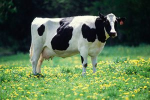 Cow_2col