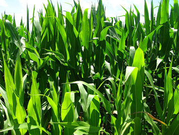 corn field bigpic