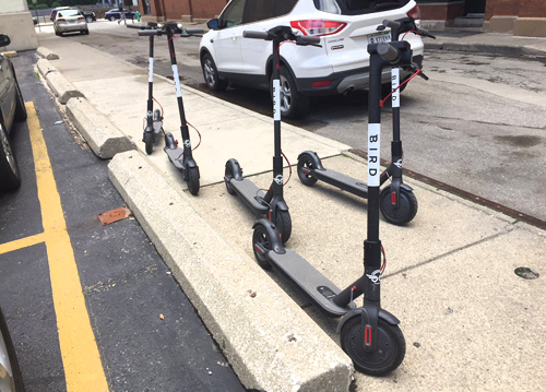 Bird Scooters on Pearl Street