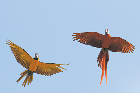 ae-macaws-flying-carla-knapp-450bp.jpg