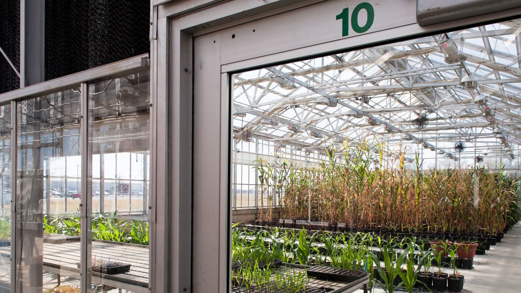 Beck's four greenhouses allow researchers to produce several test crops each year by accelerating the growing cycle.